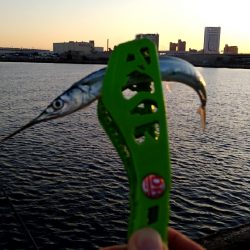 秋の風物詩　さより