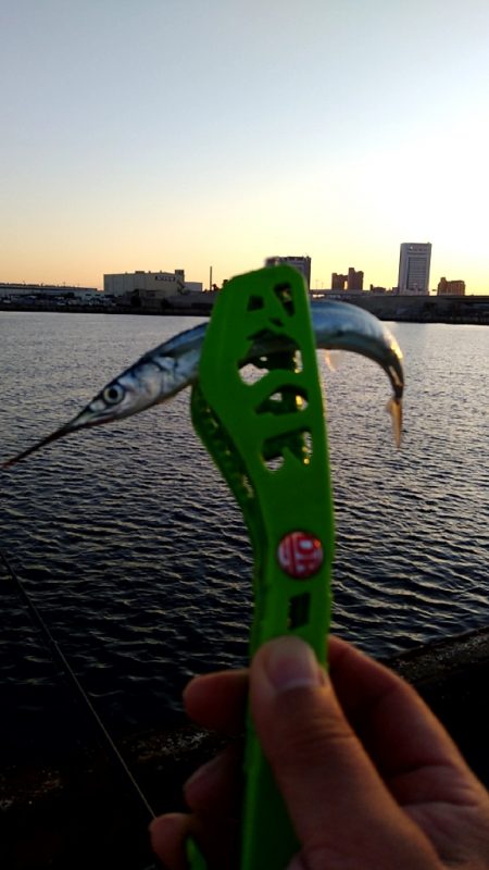 秋の風物詩　さより