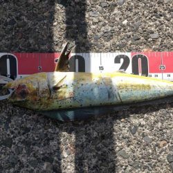 ぺんぺんシイラとサンバソウのせいでサヨリが釣れない