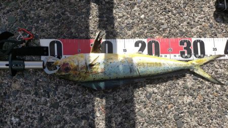 ぺんぺんシイラとサンバソウのせいでサヨリが…