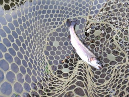 船釣りが中止になってしまったので・・・