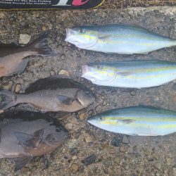 和歌山市江（吉丸渡船）でグレ釣り