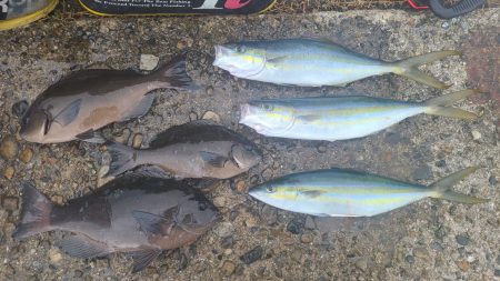 和歌山市江（吉丸渡船）でグレ釣り