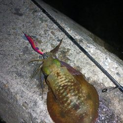 とりあえずアオリ6回目