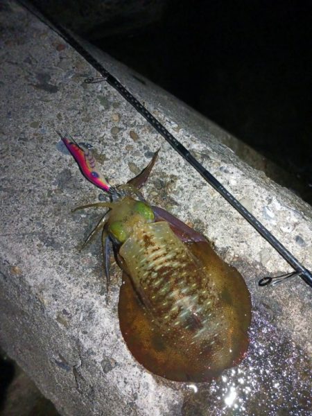 とりあえずアオリ6回目