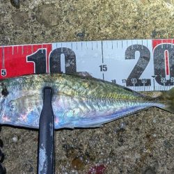 アジング、エギング