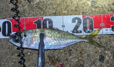 アジング、エギング