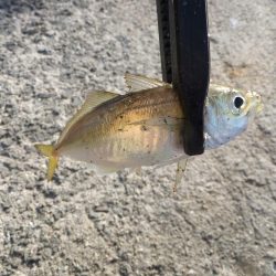 豆アジ湧いてます