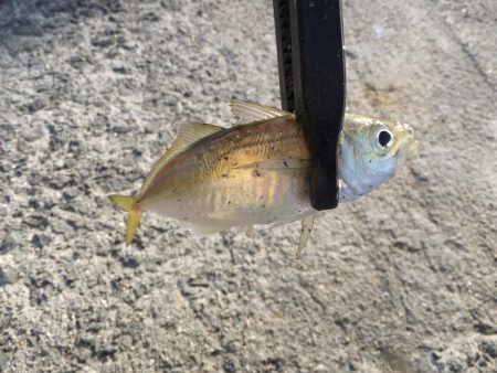 豆アジ湧いてます