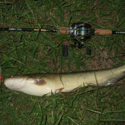 終盤戦のナマズ