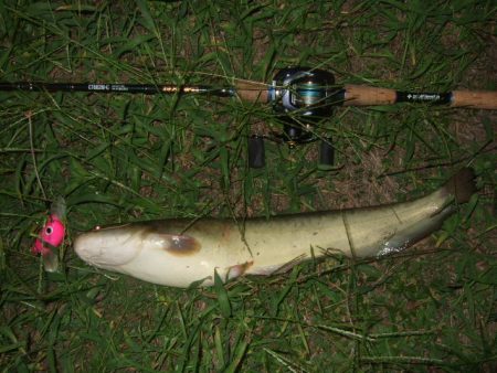 終盤戦のナマズ