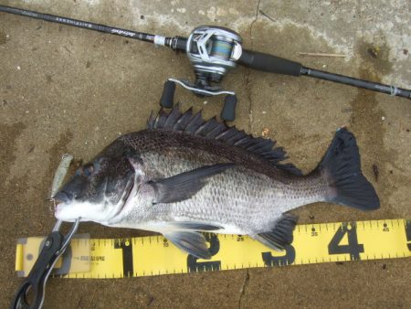 トップチヌはベイトと水深次第