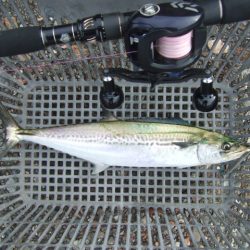 朝マズメは不発