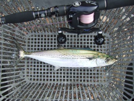 朝マズメは不発