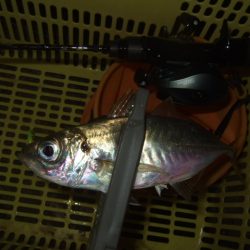 強風下のベイトアジングで中アジ