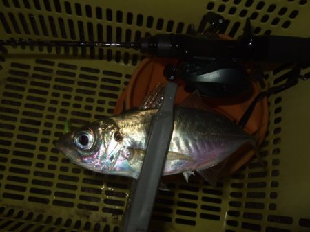 強風下のベイトアジングで中アジ