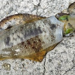 大きくなって帰ってきました!アオリさん