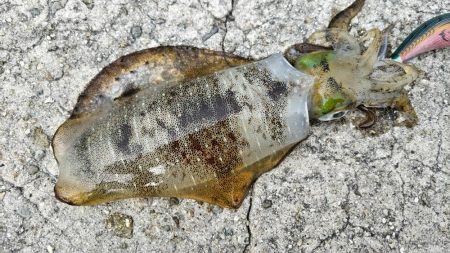 大きくなって帰ってきました！アオリさん