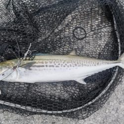 サゴシ群れてました