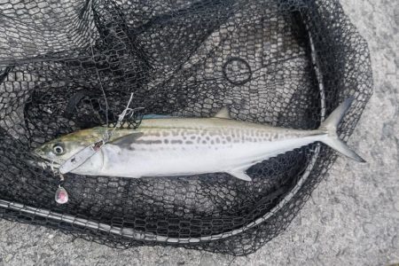 サゴシ群れてました