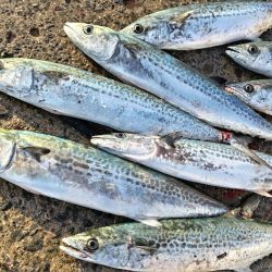 まだまだ回遊中!牙族にブリ族