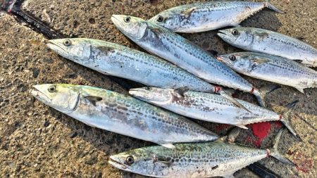 まだまだ回遊中！牙族にブリ族