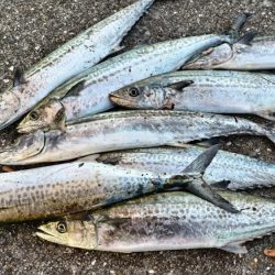 今日はこのジグ 最高でした。