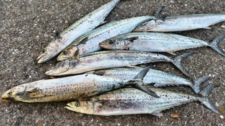 今日はこのジグ  最高でした。