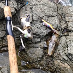 今シーズン初日本海