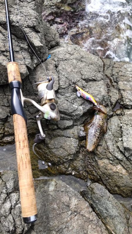 今シーズン初日本海