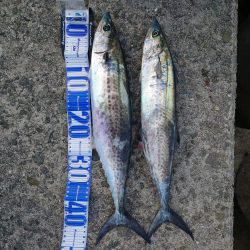 まだまだサゴシ