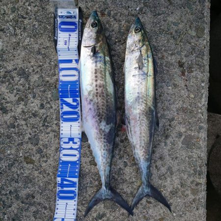 まだまだサゴシ