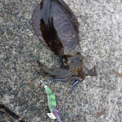 とりあえずアオリ7回目