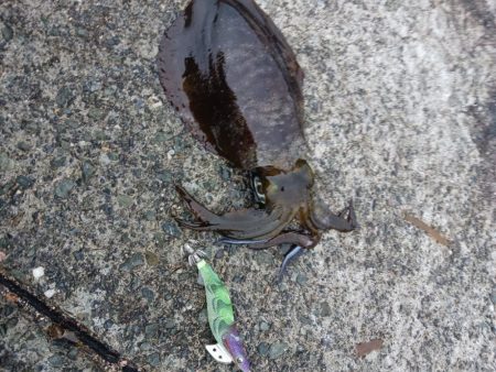 とりあえずアオリ7回目