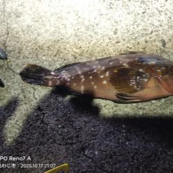 久しぶりの淡路島