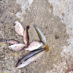 チャリ子がいっぱい