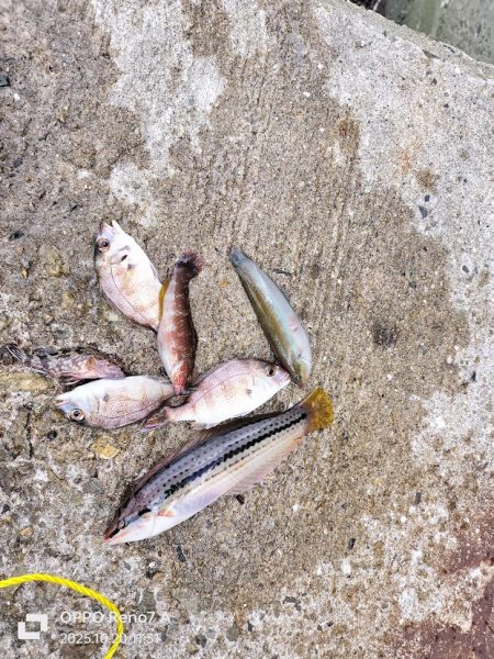 チャリ子がいっぱい