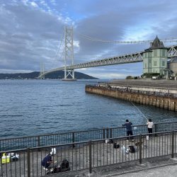 サビキの時期終了の使い現る