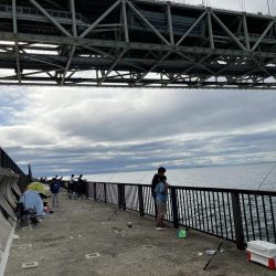 サビキ　冬の季節