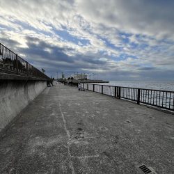 まだサビキはいけるはず‥