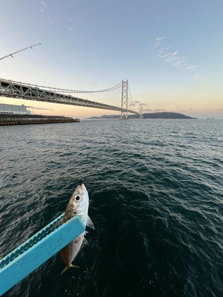 サビキはまだいける