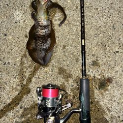 仕事帰りエギング①