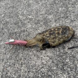 見とれていると