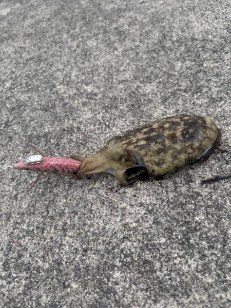 見とれていると