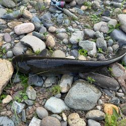 カナツルベ(かなつるべ)