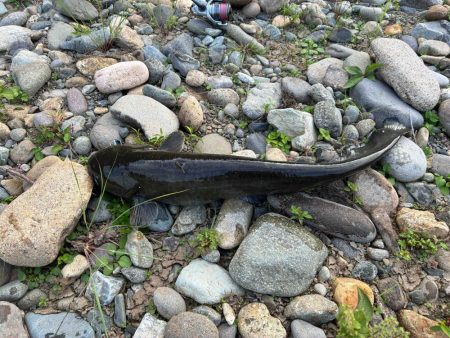 カナツルベ(かなつるべ)