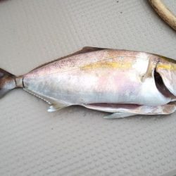 日本海ジギング