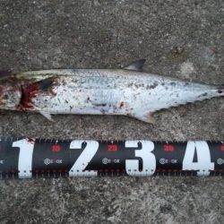 武庫川一文字で祭りならず、サゴシ1匹ゲット