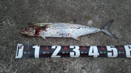 武庫川一文字で祭りならず、サゴシ1匹ゲット…