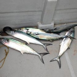 大阪湾インショアキャスティングでサゴシ祭り